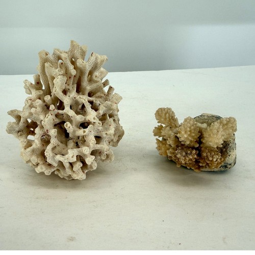 Pezzi corallo naturale 56 - di,
