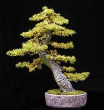 LARIX KAEMPFERI, LARICE