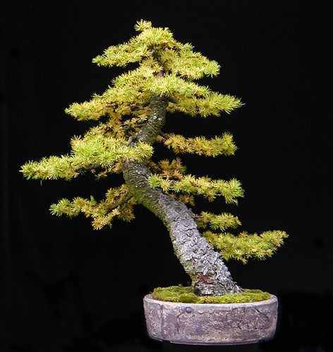 Larix kaempferi larice - kaempferi,,