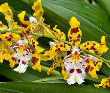Odontoglossum species hallii - odontoglossum,