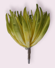 CACTUS SUCCULENTO SUPER