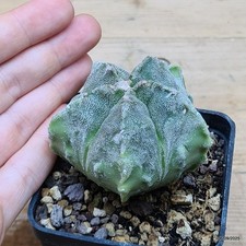 Astrophytum myriostigma
