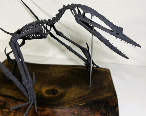 Scheletro pterosauro - scheletro, di