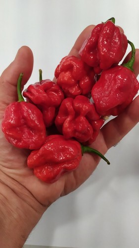 Trinidad moruga scorpion - moruga, red