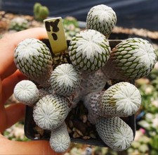 Rare Cacti Pelecyphora