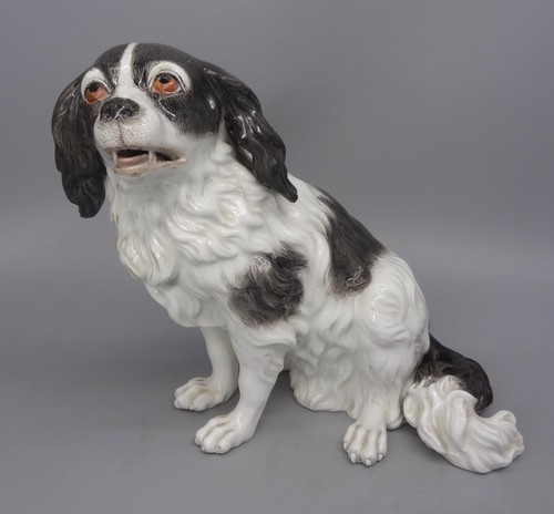 Cane terrier bolognese - cane,