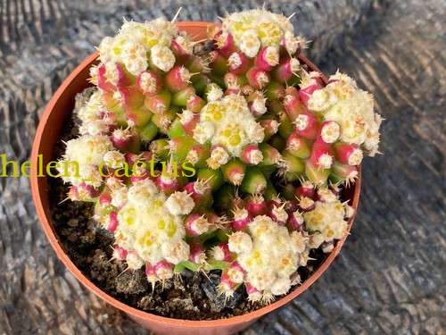 Echinocactus grusonii - echinocactus,