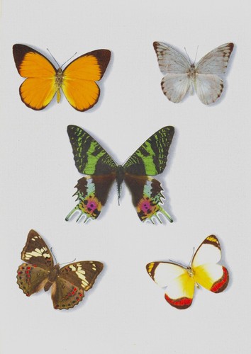 Stampe antiche originali - antiche,