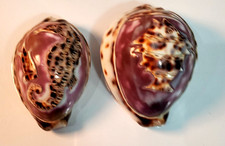 Real Tiger Cowrie Seashell