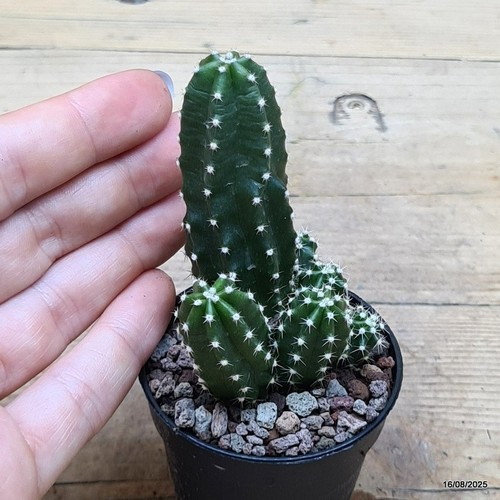 Echinocereus scheeri - , v