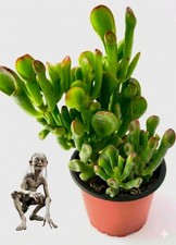 Crassula ovata hobbit - crassula,