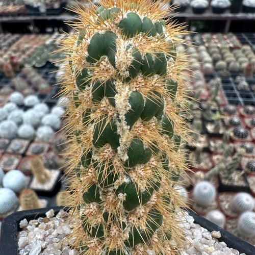 Echinopsis opuntia colonnare - echinopsis,