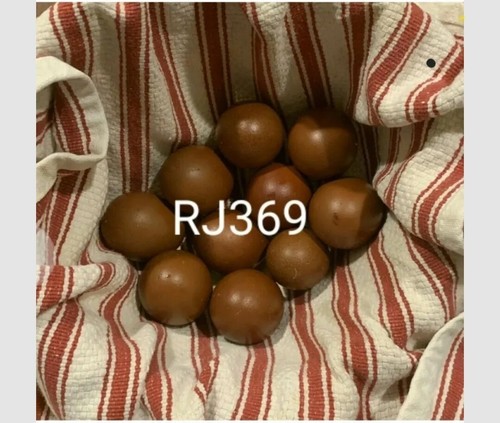 French black copper marans - black,