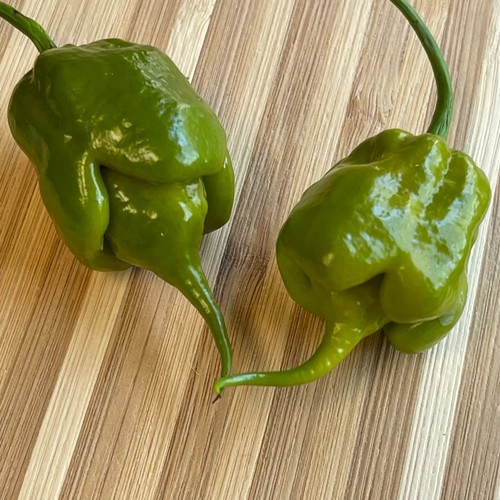 Semi peperoncino - semi,