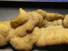 MINERALE "PIROMORFITE" (fosfati) - Localita'  RIEDERSCHLAG - Monti Metalliferi.