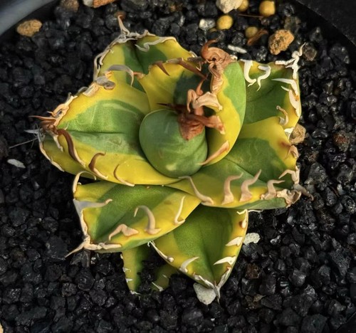 1pc rare cacti agave - agave, titanota