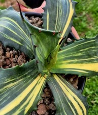 Agave Ferox Striata XXL