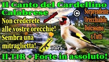 IL CANTO DEL CARDELLINO