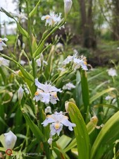 Iris Giapponese Japonica