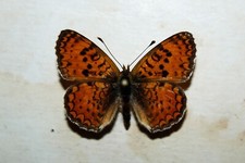 SICILIAN FRITILLARY - Melitaea aetherie ssp perlini Sicily ITA Nymphalidae 