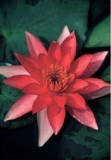 Pianta rizoma nymphea rustica rossa Ninfea Lucida - acquatica 