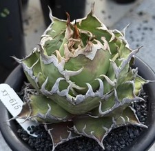 Vendita raro cactus agave
