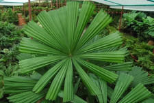 Sale92 Licuala Spinosa palma a raggi palma da terra 2 semi palma