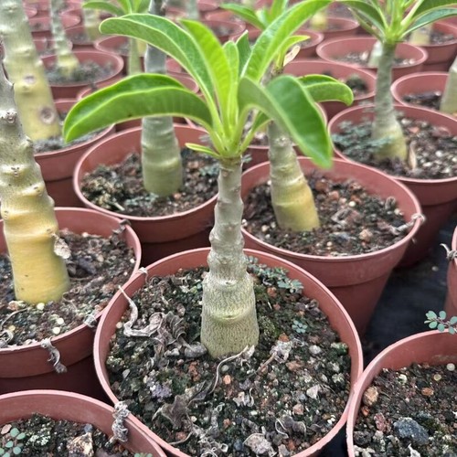 Pianta cactus succulenta 2 - di,