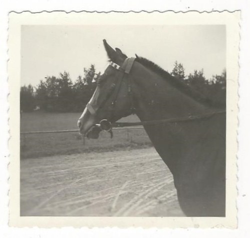 784 foto cavallo 1956 - cavallo,