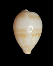 Seashell  Cypraea hirasei
