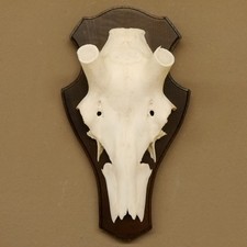 Teschio Di Cervo Senza Corna