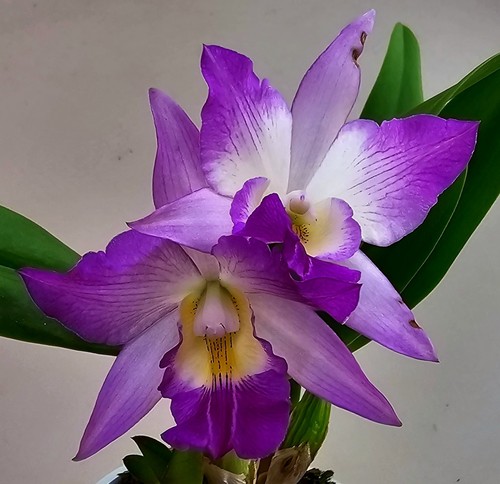 Fiore melo cattleya - di,