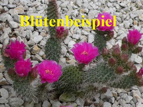 Opuntia polyacantha rufispina