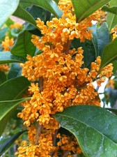1 PIANTA DI OSMANTHUS FRAGRANS