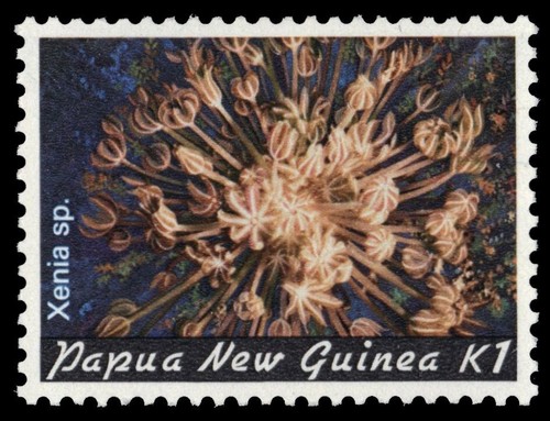 Papua nuova guinea - papua,
