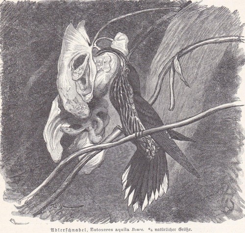Becco aquila - becco, d'aquila