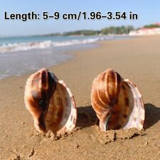 Maggiore Arpa Naturale Mare Conchiglia Acquario Pesce Tender Soprammobile Casa