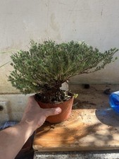 Timo , Pianta Aromatica