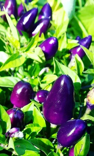Little blue pepper semi - blue,
