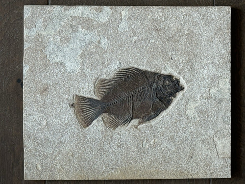 Priscacara pesce fossile 75 - priscacara,