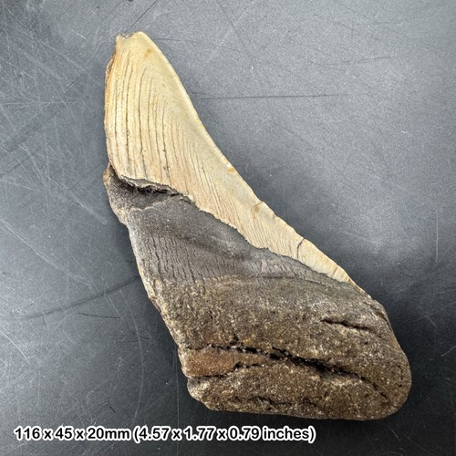Authentic carcharodon - authentic,