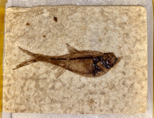 Diplomystus dentatus pesce