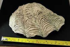 Conchiglia tridacna maxima - tridacna,