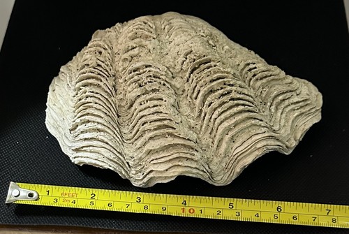 Conchiglia tridacna maxima - conchiglia,