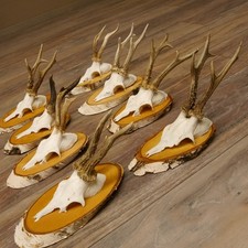 8 Pezzi Di Corna Di Capriolo Su Cartelli Di Betulla 22.1220