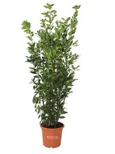 Kentis laurus nobilis - kentis,