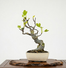 Bonsai ficus carica - ficus,