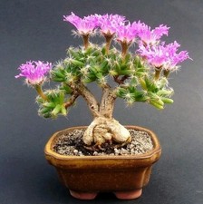 Trichodiadema densum CAUDEX
