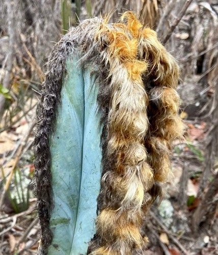 Pilosocereus fulvilanatus