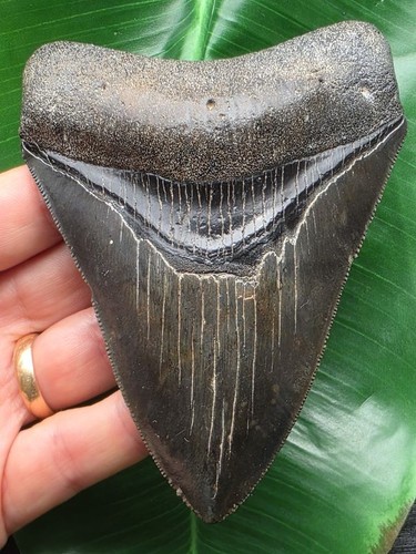 Dente scuro del megalodonte